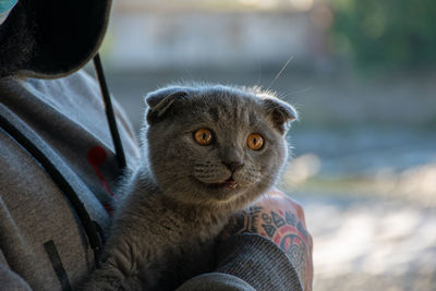 Close-up portrait of a cat against blurred background