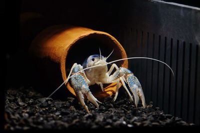 Close-up of crab in container