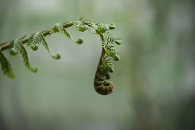 Fern tendril