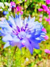 Close-up of purple flowering plant