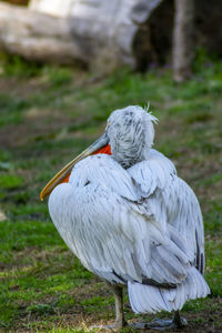 Close-up of pelican on field