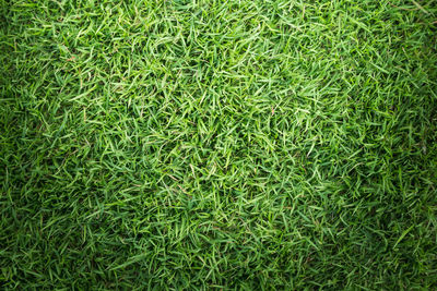 Full frame shot of green grass