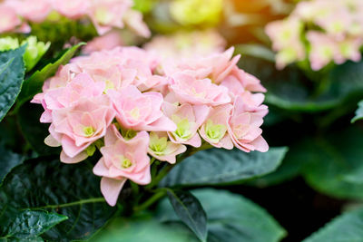 Close-up of pink rose flower