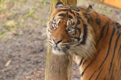 Close-up of tiger