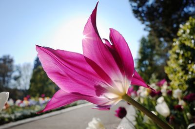 Close-up of pink flower against sky