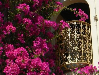 Purple flowering plants against window