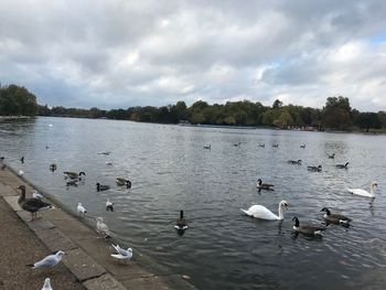 Swans swimming in lake against sky