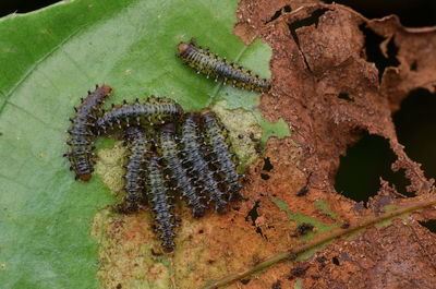 Close-up of caterpillar on leaf