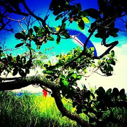 Low angle view of trees against blue sky