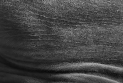 Full frame shot of an animal