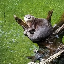 Elephant in a lake