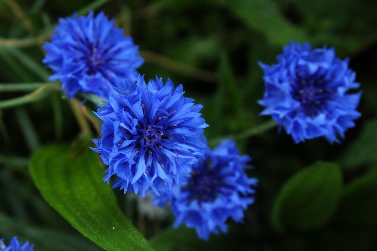 CLOSE-UP OF PURPLE BLUE FLOWERS