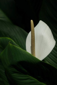 Close-up of calla lily blooming outdoors