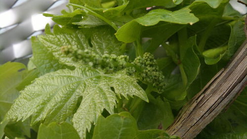 Close-up of fresh green plant