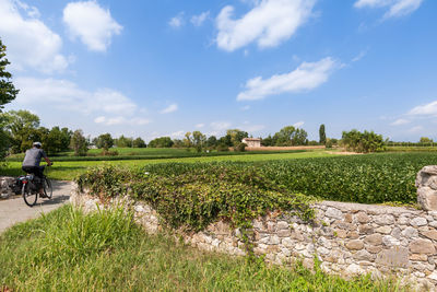 Scenic view of agricultural field against sky