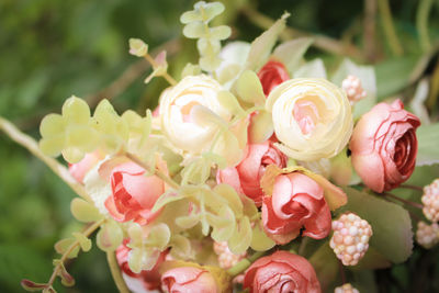 Close-up of pink flowering plants