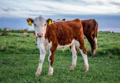 Cows on field against sky