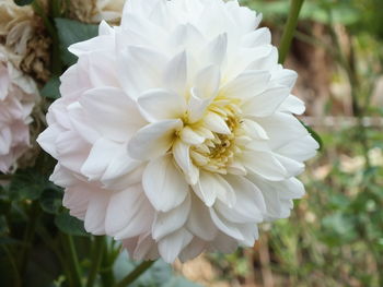 Close-up of white flowering plant