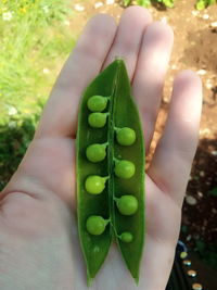 Close-up of hand holding leaves