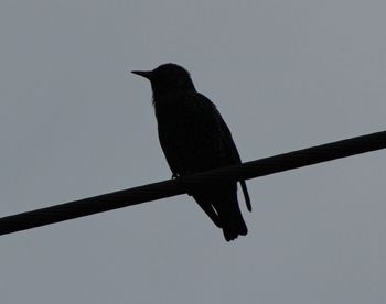 Low angle view of birds perching on tree