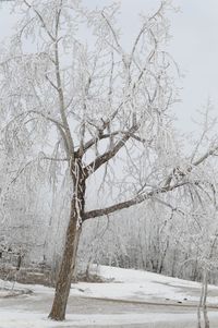 Snow covered tree against sky