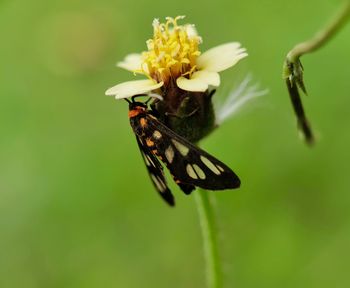 Close-up of butterfly pollinating on flower