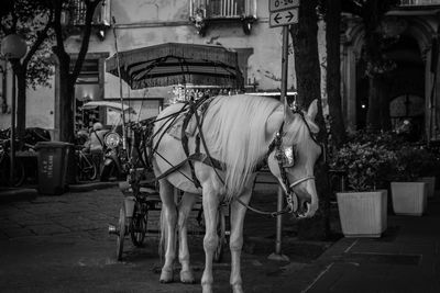 Horse cart standing on street by trees