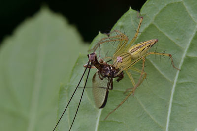 Close-up of insect on leaf