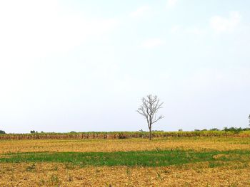 Scenic view of field against clear sky