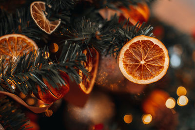 Winter magic decor. christmas tree branches decorated with bright dried oranges 