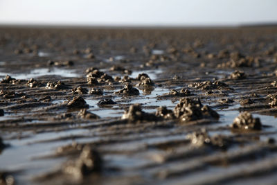 Close-up of stones on beach against sky