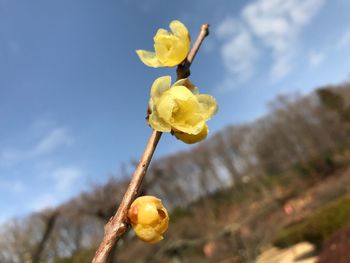 Close-up of yellow flower against sky