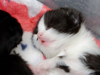 Close-up of white cat