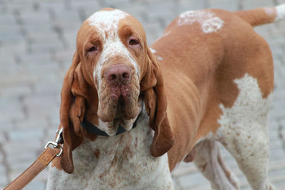 Close-up portrait of dog outdoors