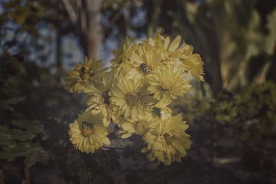 Close-up of insect on yellow flower