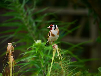 Close-up of bird perching on a plant