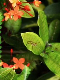 Close-up of insect on plant
