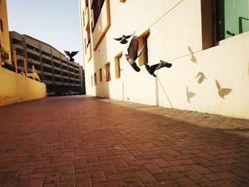 Birds flying over street in city