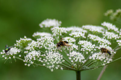 Close-up of bee pollinating on flower