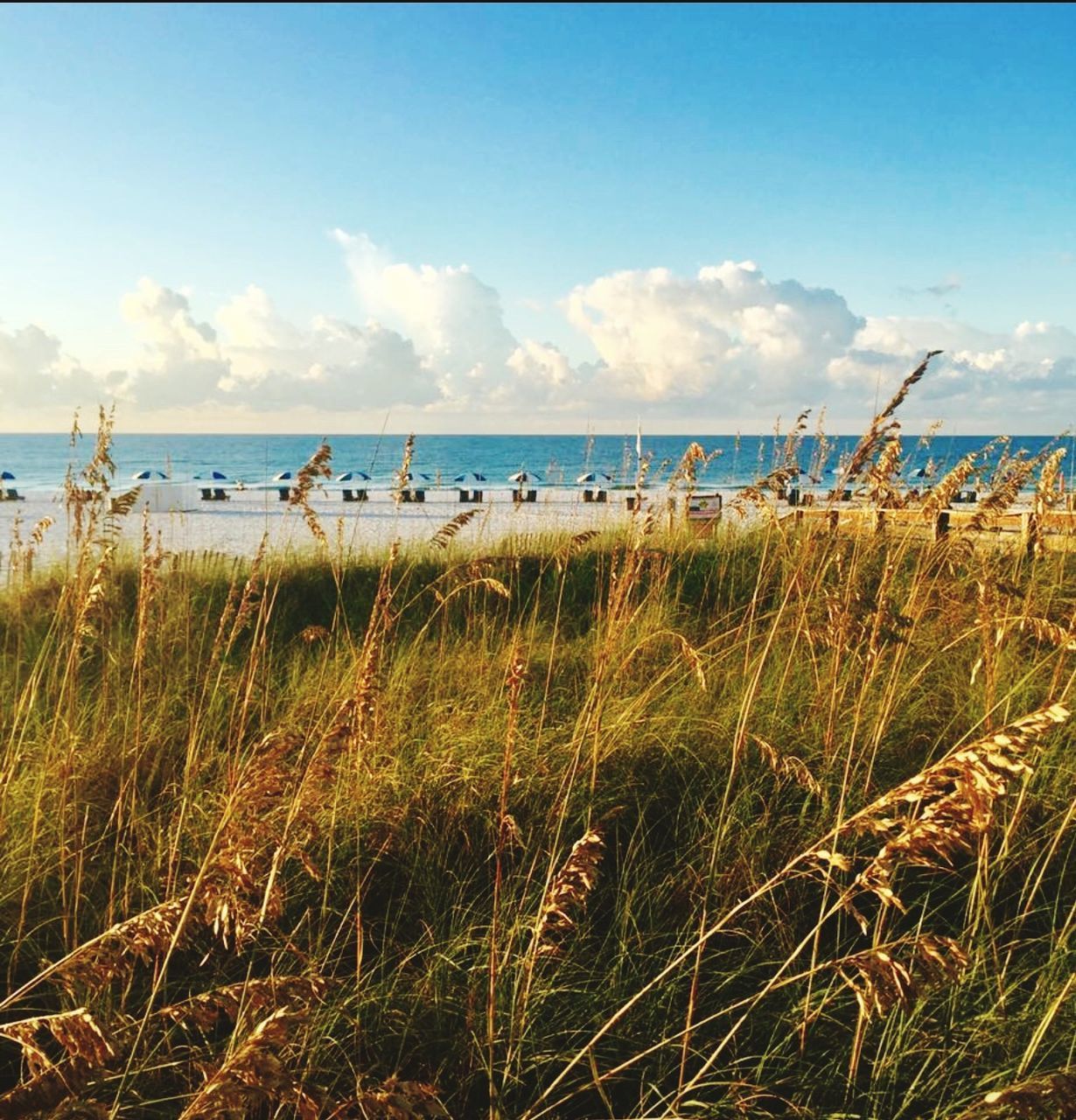 PLANTS GROWING ON BEACH AGAINST SKY