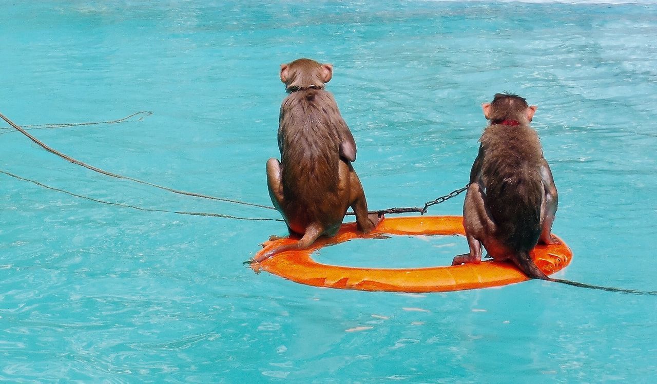 HIGH ANGLE VIEW OF MEN SWIMMING IN POOL