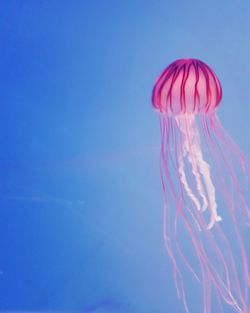 Close-up of jellyfish swimming in sea