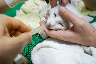 Close-up of woman holding cat