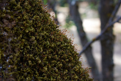 Close-up of plant against trees