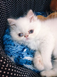 Close-up portrait of cat