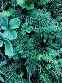 High angle view of plants growing on land