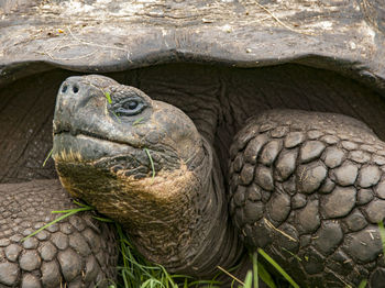 Close-up of turtle