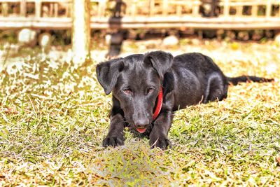 Portrait of black dog on field