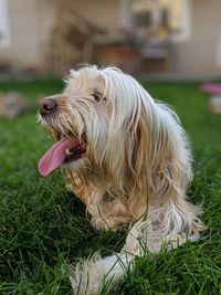 Close-up of a dog looking away