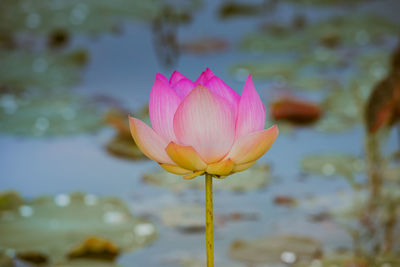 Close-up of pink water lily